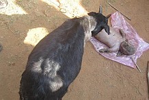 Une chèvre donne naissance à une créature qui semble être….un être humain !